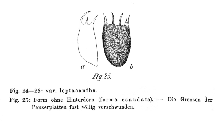 Keratella cochlearis var. leptacantha f. ecaudata - Original description image