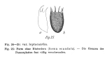 Keratella cochlearis var. leptacantha f. ecaudata