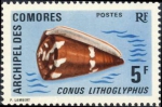 Conus litoglyphus