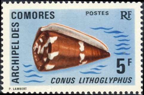 Conus litoglyphus Conus litoglyphus