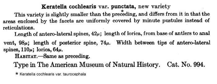 Keratella cochlearis var. punctata Keratella cochlearis var. punctata