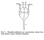 Keratella cochlearis var. recurvispina