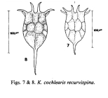 Keratella cochlearis var. recurvispina