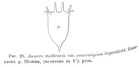 Keratella cochlearis var. recurvispina