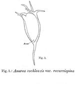 Keratella cochlearis var. recurvispina - Original description image