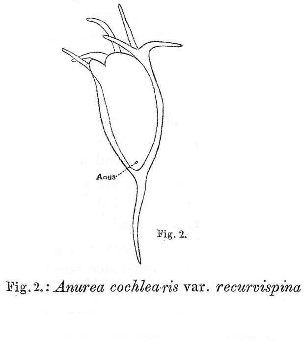 Keratella cochlearis var. recurvispina - Original description image