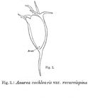 Keratella cochlearis var. recurvispina