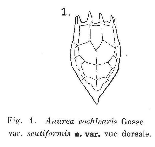 Keratella cochlearis var. scutiformis - Original description image