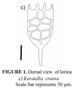 Keratella crassa