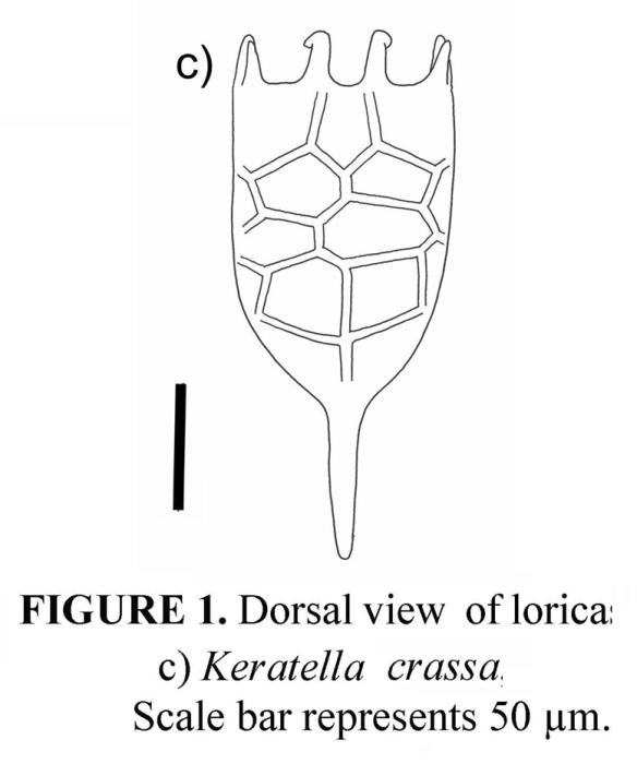 Keratella crassa Keratella crassa