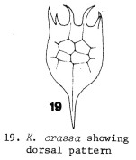 Keratella crassa
