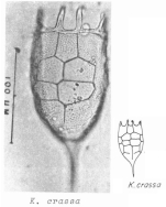 Keratella crassa