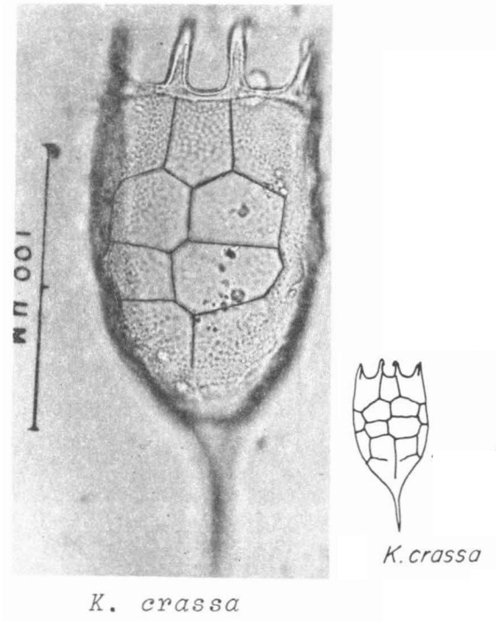Keratella crassa Keratella crassa