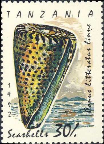 Conus litteratus Conus litteratus