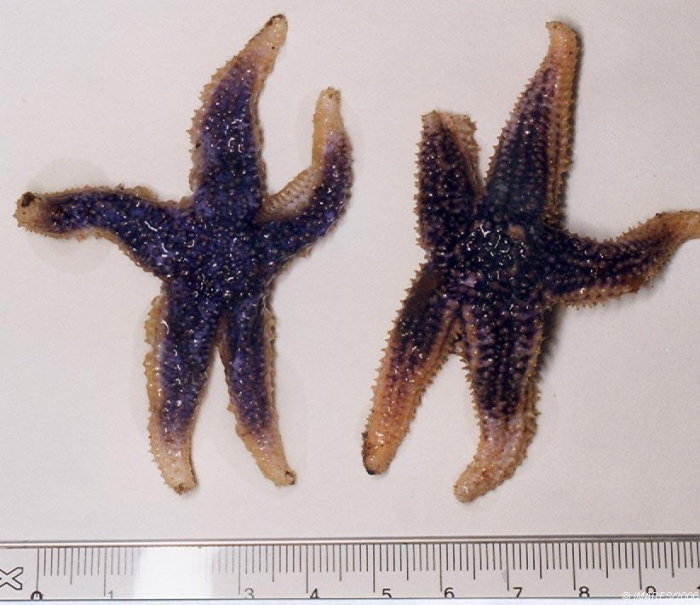 Leptasterias (Leptasterias) muelleri (M. Sars, 1846) Leptasterias (Leptasterias) muelleri (M. Sars, 1846)