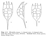 Keratella crassa - Original description image