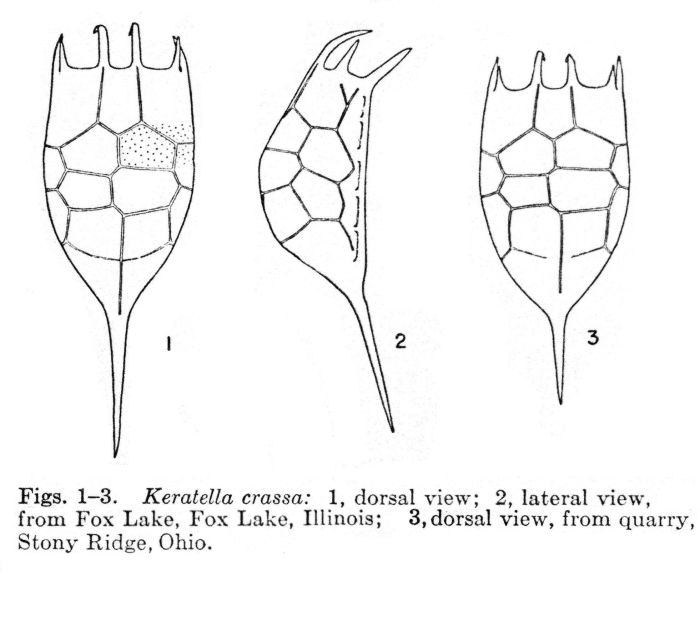 Keratella crassa - Original description image