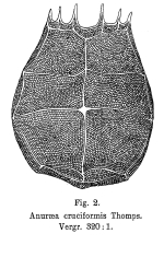 Keratella cruciformis