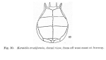 Keratella cruciformis
