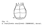 Keratella cruciformis