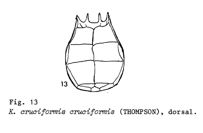 Keratella cruciformis Keratella cruciformis