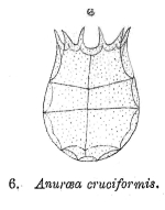 Keratella cruciformis