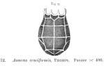 Keratella cruciformis
