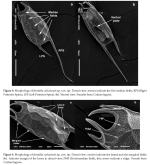 Keratella cuitzeiensis - Original description image