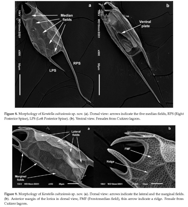 Keratella cuitzeiensis - Original description image