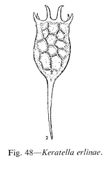 Keratella earlinae