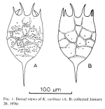 Keratella earlinae