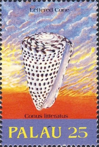 Conus litteratus