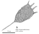 Keratella earlinae