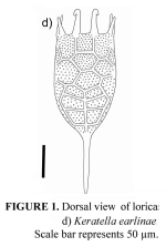 Keratella earlinae
