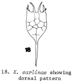 Keratella earlinae