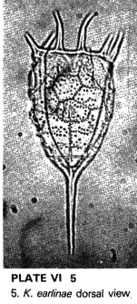 Keratella earlinae