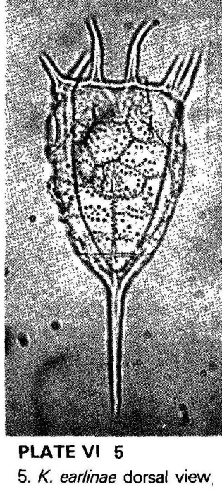 Keratella earlinae Keratella earlinae