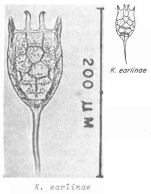 Keratella earlinae