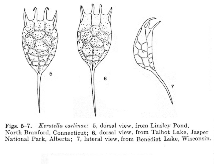 Keratella earlinae - Original description image