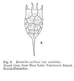 Keratella earlinae var. nesiotica - Original description image