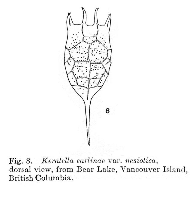 Keratella earlinae var. nesiotica - Original description image