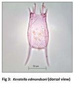 Keratella edmondsoni
