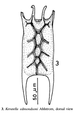 Keratella edmondsoni