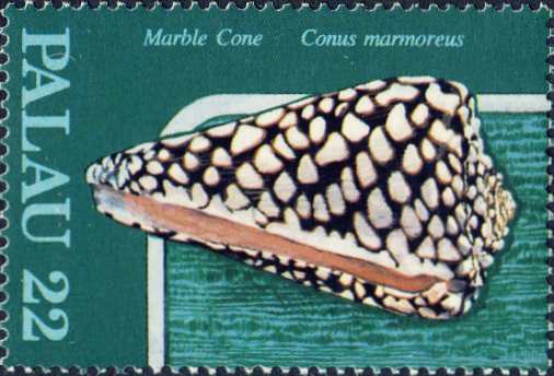 Conus marmoreus