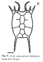 Keratella edmondsoni