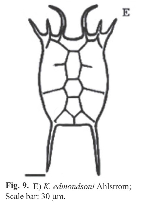 Keratella edmondsoni Keratella edmondsoni