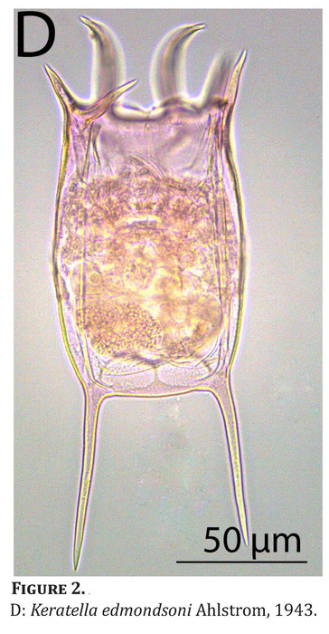 Keratella edmondsoni Keratella edmondsoni