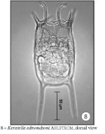 Keratella edmondsoni
