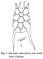Keratella edmondsoni