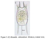 Keratella edmondsoni